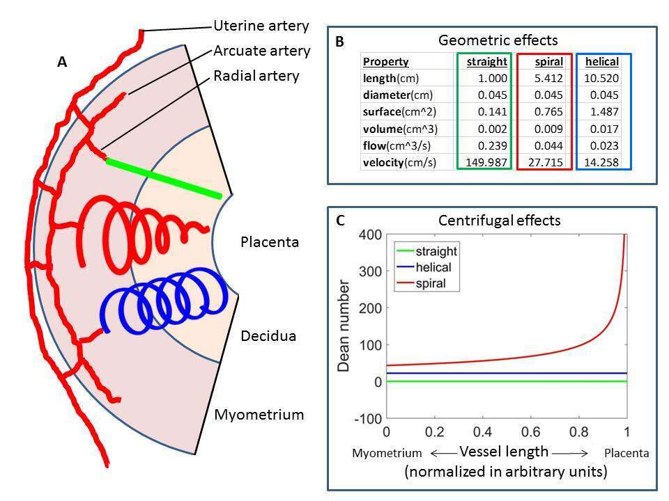Fig 1. Spiral artery modelling for straight, helical and spiral 